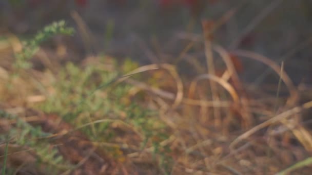 Imágenes Escénicas Flor Rosa Hierba Parque Otoñal — Vídeo de stock