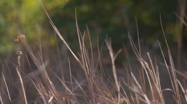 Sonbahar parkındaki kır çiçeklerinin manzaralı görüntüleri