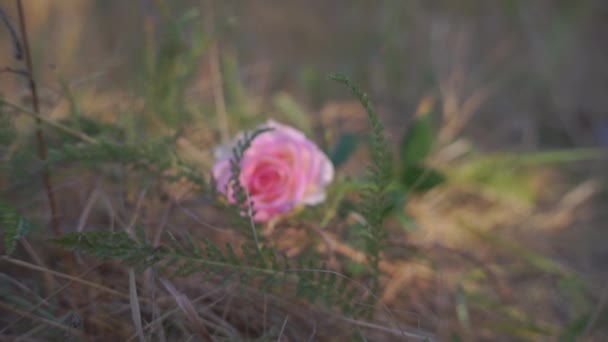 Scenic Footage Rose Flower Grass Autumnal Park — Stock Video