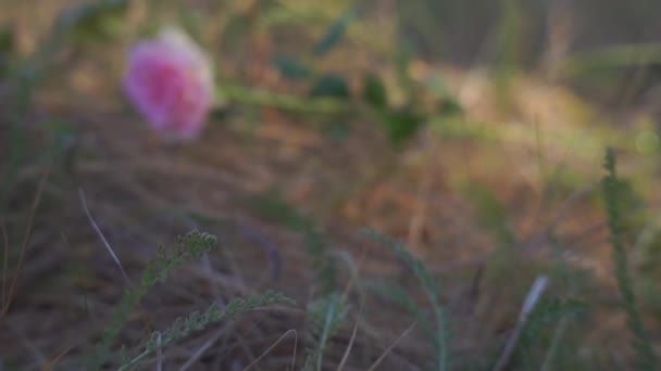 秋の公園の草の中のバラの花の映像 — ストック動画