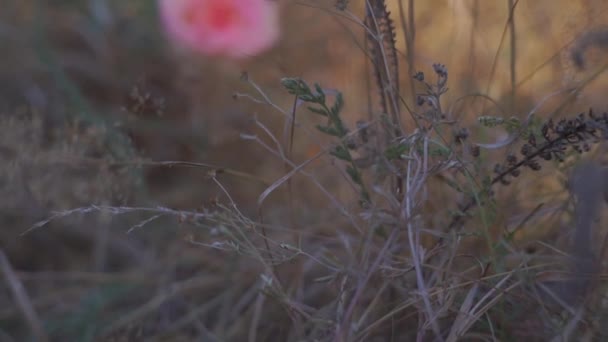 Szenische Aufnahmen Von Rosenblüten Gras Herbstlichen Park — Stockvideo