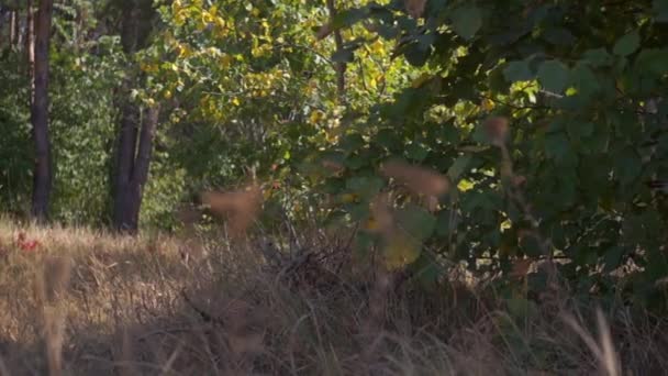 Scenic Footage Field Flowers Autumnal Park — Stock Video