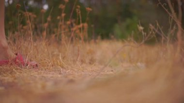 Sonbaharda kurak otların güzel çayırlarının yakın çekim görüntüleri.
