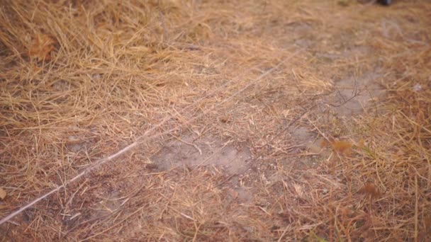 Rekaman Close Dari Padang Rumput Yang Indah Rumput Kering Musim Stok Rekaman