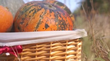 Doğada sonbaharda toplanan olgun balkabaklarının yakın plan görüntüleri.