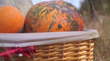 Doğada sonbaharda toplanan olgun balkabaklarının yakın plan görüntüleri.