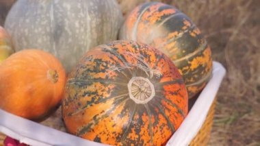 Doğada sonbaharda toplanan olgun balkabaklarının yakın plan görüntüleri.