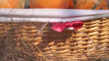 Doğada sonbaharda toplanan olgun balkabaklarının yakın plan görüntüleri.