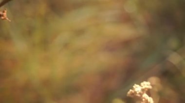 Bulanık doğal arka planda yeşil yaprakların manzaralı görüntüleri