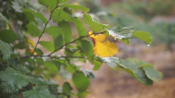 Schilderachtige Beelden Van Groene Bladeren Het Bos Onder Regen — Stockvideo