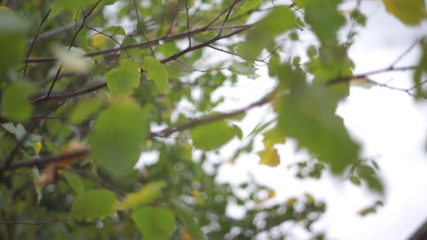 雨の中森の中の緑の葉の風景 — ストック動画