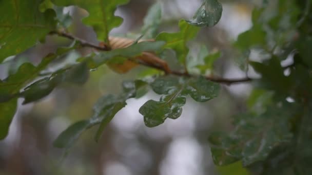 Живописные Кадры Зеленых Листьев Лесу Дождем — стоковое видео