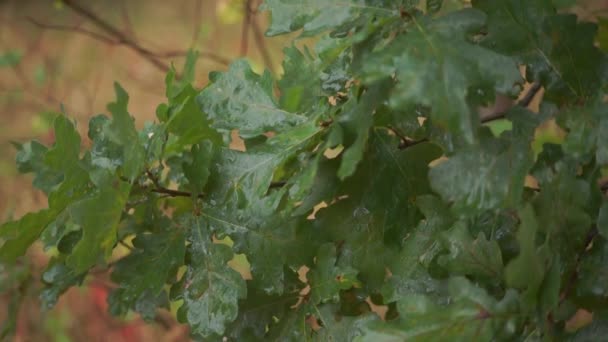 Natursköna Bilder Gröna Blad Skogen Regn — Stockvideo