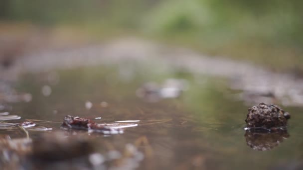 雨の下での森林水溜りの表面の風景のクローズアップ映像 — ストック動画