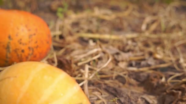 Nahaufnahmen Von Reifen Kürbissen Die Herbst Der Natur Geerntet Werden — Stockvideo