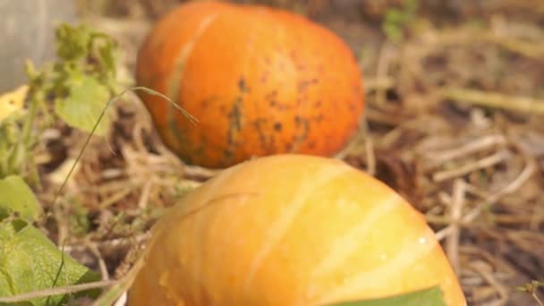 Close Upbeelden Van Rijpe Pompoenen Die Herfst Natuur Zijn Geoogst — Stockvideo