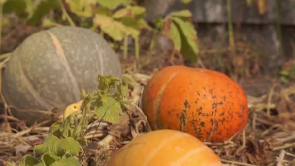 Close Footage Ripe Pumpkins Harvested Autumn Nature — Stock Video