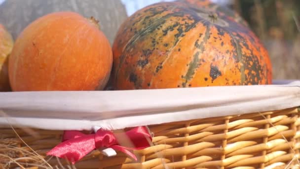 Primer Plano Las Calabazas Maduras Cesta Prado — Vídeo de stock