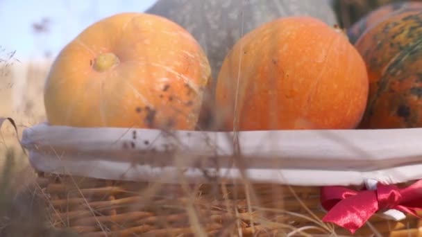 Doğada Sonbaharda Toplanan Olgun Balkabaklarının Yakın Plan Görüntüleri — Stok video
