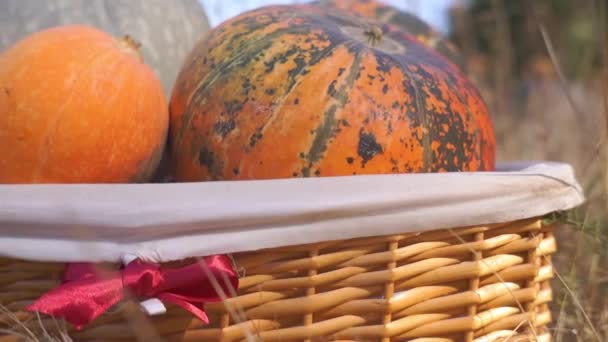 Close Upbeelden Van Rijpe Pompoenen Die Herfst Natuur Zijn Geoogst — Stockvideo