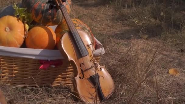 秋に収穫された熟したカボチャと自然のバイオリンのクローズアップ映像 — ストック動画