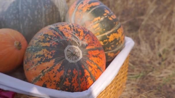 Nahaufnahmen Von Reifen Kürbissen Die Herbst Der Natur Geerntet Werden — Stockvideo