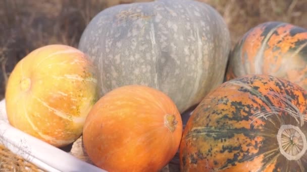 秋天收获的关于大自然的成熟南瓜的特写镜头 — 图库视频影像