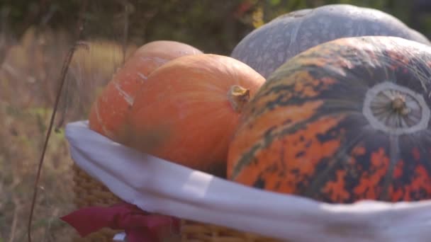 秋に収穫された成熟したカボチャのクローズアップ映像です — ストック動画