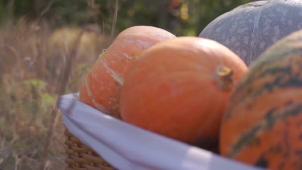 Крупным Планом Собраны Спелые Тыквы Осенью Природе — стоковое видео