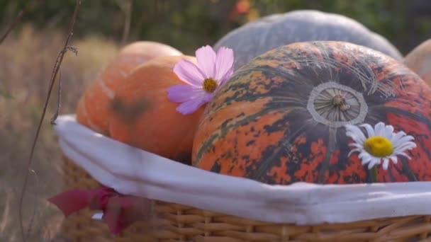 Close Footage Ripe Pumpkins Harvested Autumn Nature — Stock Video