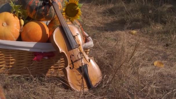 Scenic Footage Basket Ripe Pumpkins Violin Autumnal Park — Stock Video