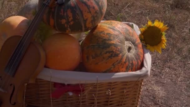 Images Panoramiques Panier Avec Citrouilles Mûres Violon Dans Parc Automnal — Video