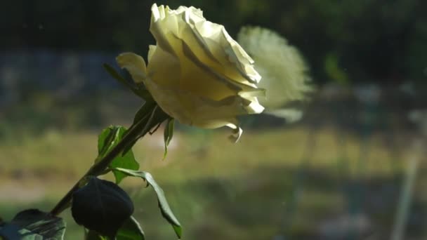 自然のぼやけた背景の前にあるバラの花の風景 — ストック動画