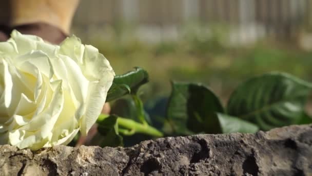 Natursköna Bilder Ros Blomma Framför Naturliga Suddig Bakgrund — Stockvideo