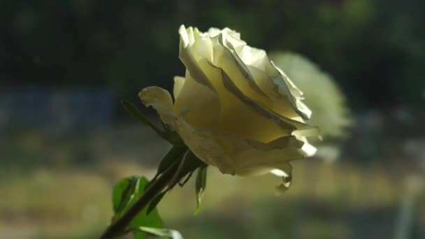 Живописные Кадры Цветка Розы Фоне Естественного Размытого Фона — стоковое видео