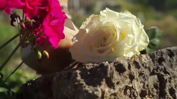 Natursköna Bilder Ros Blomma Framför Naturliga Suddig Bakgrund — Stockvideo