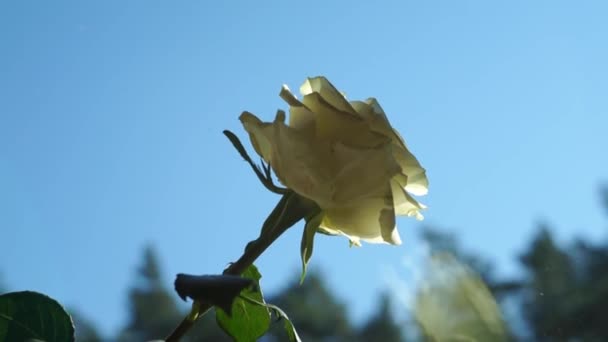 Natursköna Bilder Ros Blomma Framför Naturliga Suddig Bakgrund — Stockvideo