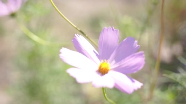 Natursköna Bilder Vacker Blomma Suddig Naturlig Bakgrund — Stockvideo