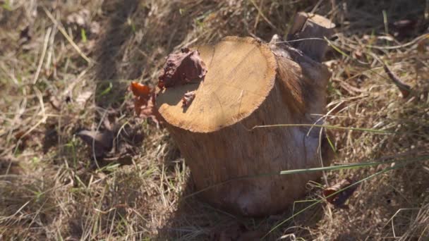 Scenic Footage Wooden Stump Meadow — Stock Video