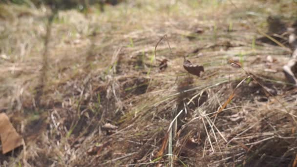 images panoramiques de feuilles tombées sur l'herbe d'un pré forestier 