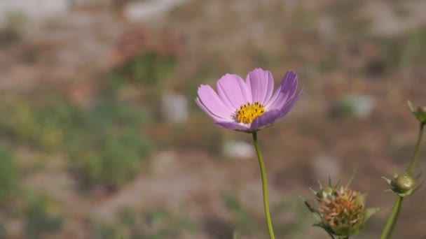 Malebné Záběry Krásné Květiny Rozmazaném Přírodním Pozadí — Stock video