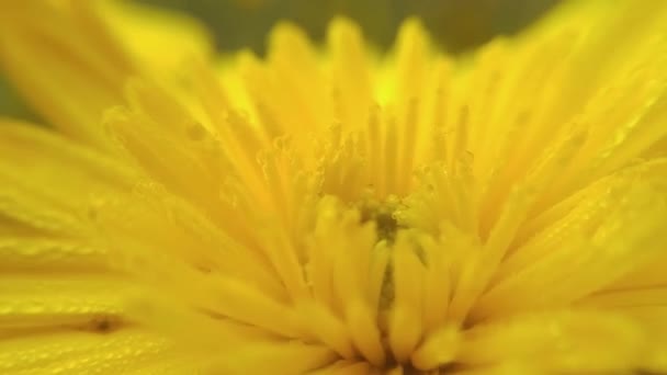 Szenische Aufnahmen Der Schönen Blume Auf Verschwommenem Natürlichen Hintergrund — Stockvideo