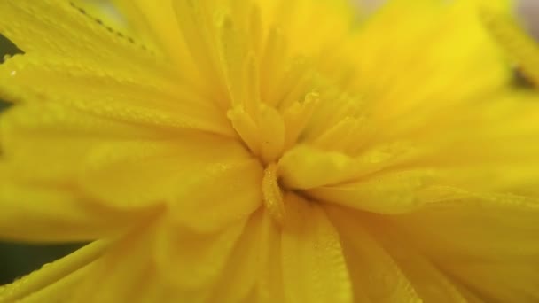 Malebné Záběry Krásné Květiny Rozmazaném Přírodním Pozadí — Stock video
