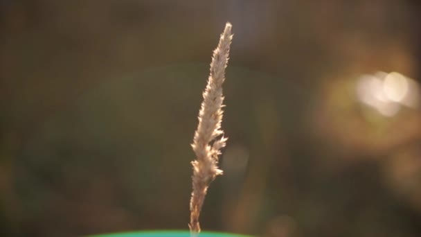 Imágenes Escénicas Oreja Planta Campo Sobre Fondo Natural Borroso — Vídeo de stock