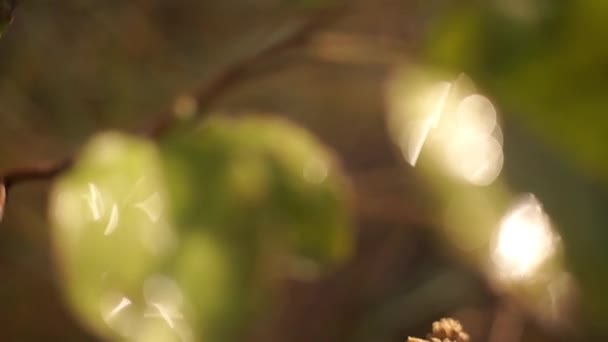 Imagens Cênicas Folhas Verdes Sobre Fundo Natural Desfocado — Vídeo de Stock