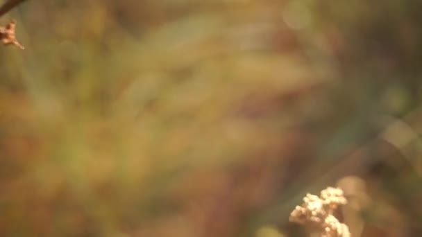 séquences scéniques de feuilles vertes sur fond naturel flou 