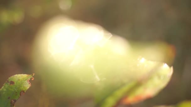 Szenische Aufnahmen Von Grünen Blättern Auf Verschwommenem Natürlichen Hintergrund — Stockvideo