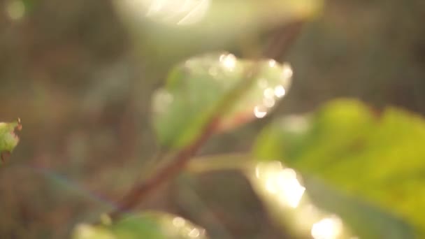 séquences scéniques de feuilles vertes sur fond naturel flou 
