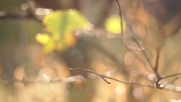 Malebné Záběry Zelených Listů Rozmazaném Přírodním Pozadí — Stock video