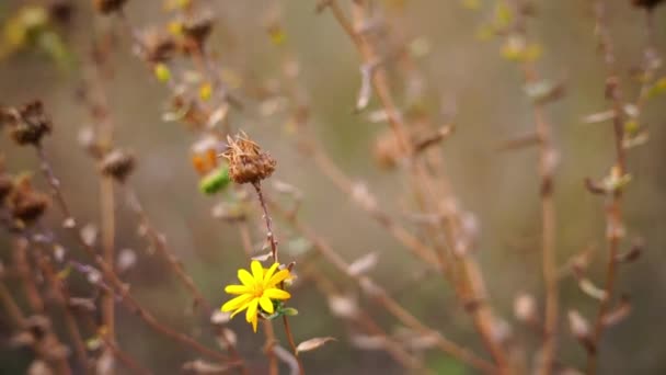 Szenische Aufnahmen Von Feldblumen Auf Verschwommenem Natürlichen Hintergrund — Stockvideo